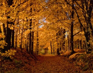 Down-the-Autumn-Path